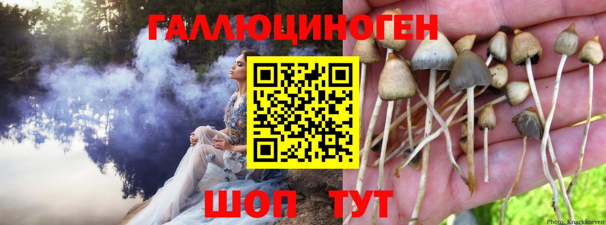 Галлюциногенные грибы Psilocybine cubensis Грязи